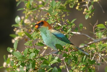 A colorful bird perched on a branch, holding a berry in its beak.
