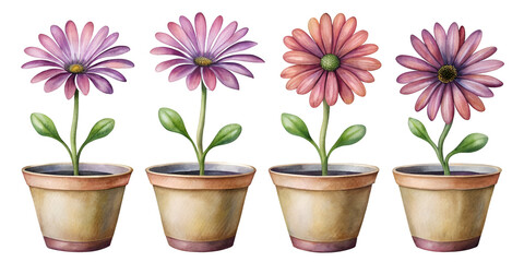 Set of Four Small Separate Osteospermum Ecklonis (African Daisy) Plants Isolated on Transparent Background, Ideal for Floral and Garden Design Projects