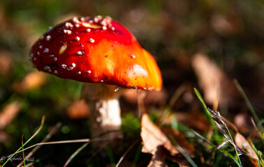 Closeup of red Amanita Muscaria mushroom. Red capped Fly Agaric contains psychoactive substance, including Muscimol with neurotoxic precursor Ibotenic Acid. A Smurf house based on Fly Amanita fungus