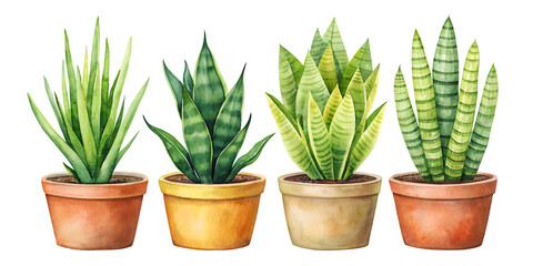 Fototapeta premium Set of Four Small Separate Sansevieria Masoniana (Whale Fin Plant) Isolated on Transparent Background, Great for Succulent and Indoor Plant Projects