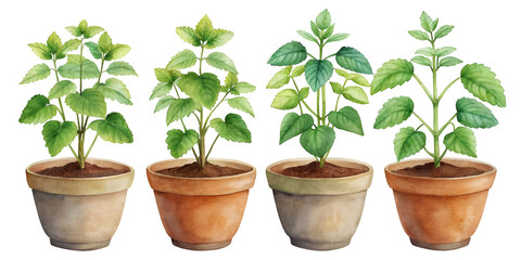 Fototapeta premium Set of Four Small Separate Turnera Diffusa (Damiana) Plants Isolated on Transparent Background, Ideal for Herbal and Botanical Projects