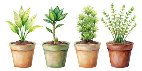 Fototapeta premium Set of Four Small Separate Xerosicyos Danguyi Plants Isolated on Transparent Background, Suitable for Succulent and Drought-Tolerant Plant Projects