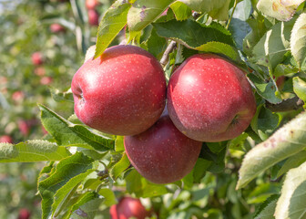 Reife Äpfel im Alten Land 