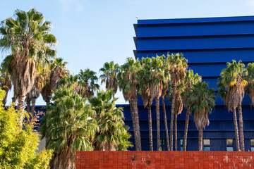 Palm trees in front of the building in Los Angeles, California