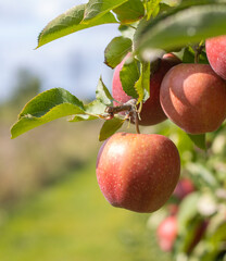 Reife Äpfel im Alten Land 