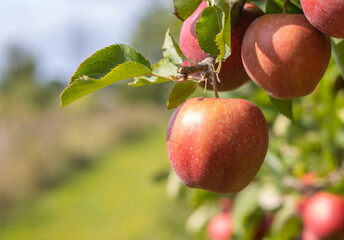 Reife Äpfel im Alten Land 