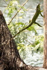 Fototapeta premium A green lizard climbing a tree near a body of water, showcasing its natural habitat.