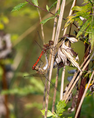 dragonflies mating on sunny autumn day