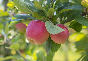 Reife Äpfel im Alten Land 