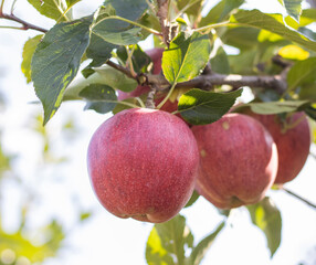 Reife Äpfel im Alten Land 