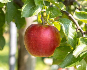 Reife Äpfel im Alten Land 