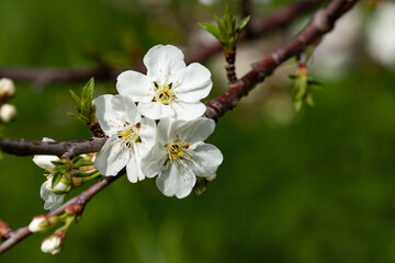 Branches of flowering sand cherry tree covered in white blossoms