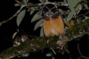 A nocturnal bird perched on a mossy branch in a dimly lit environment.