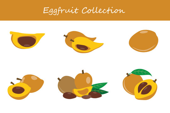 eggfruit collection in different poses. Vector illustration.