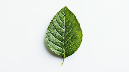Fototapeta premium Minimalist Nature: Green Leaf Suspended in the Center of a White Backdrop