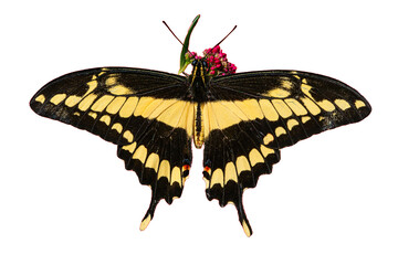 Giant Swallowtail (Papilio cresphontes) Photo, Feeding on Red Valerian (Centranthus ruler) Blooms Photo, on a Transparent Isolated PNG Background