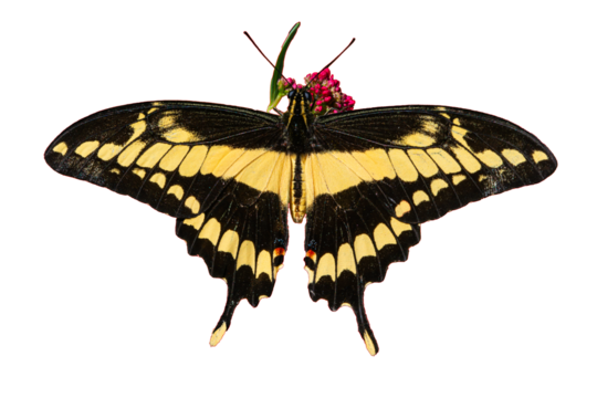 Giant Swallowtail (Papilio cresphontes) Photo, Feeding on Red Valerian (Centranthus ruler) Blooms Photo, on a Transparent Isolated PNG Background