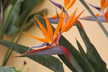 A vibrant bird of paradise flower showcasing bright orange and purple hues against green leaves.