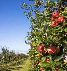 Reife Äpfel im Alten Land