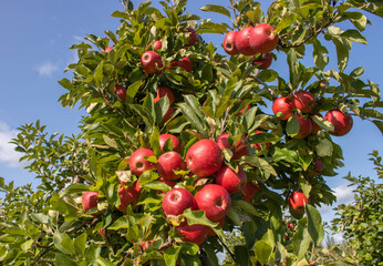 Obraz premium Reife Äpfel im Alten Land 
