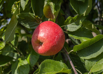 Reife Äpfel im Alten Land 