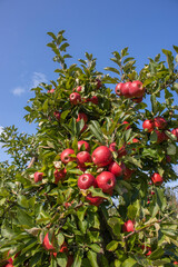 Reife Äpfel im Alten Land 