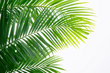 Obraz premium Tropical palm leaf isolated on white background with clipping path for design element.