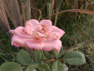 Pink rose flower on the stalk of rose plant. Rosa Indica flower in pink colour in the garden.Rose flower pattern 