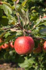 Reife Äpfel im Alten Land 