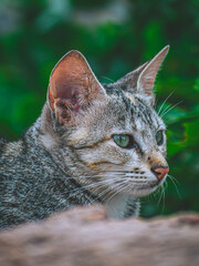 close up portrait of a cat
