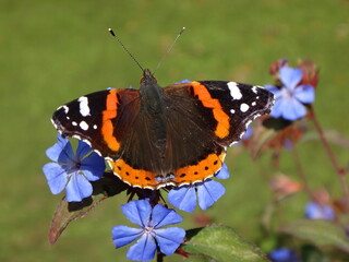 Red admiral butterfly (Vanessa atalanta) sitting on plumbago flowers © Distracted_by_Bugs