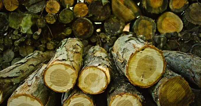 Logs Being Piled Up On Wood Stack
