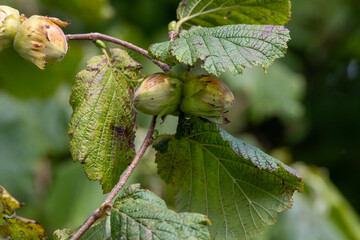 Young hazelnuts (filbert, kobnuss) grow on the tree. Green hazelnut from organic nut farms