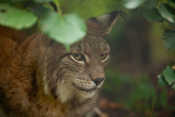 Eurasischer Luchs im Wald.