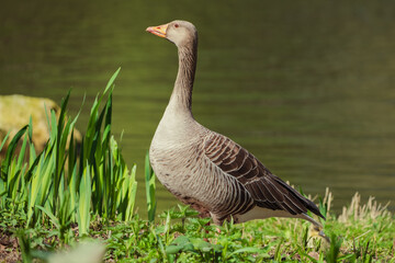Greylag goose on the shore meadows of a pond in spring.