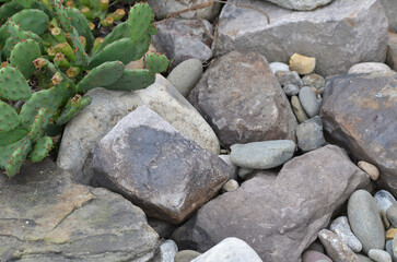 Close-up texture image of river rocks of differing sizes with prickly pear cactus in left corner