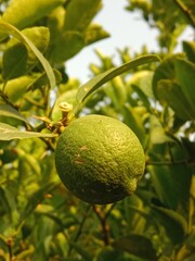 green Lemon fruit on plant or green Citrus limon fruit on plant in the garden.lemon fruit pattern on plant 