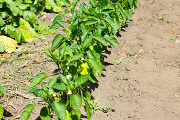 Pepper bushes in the garden are planted in a row.