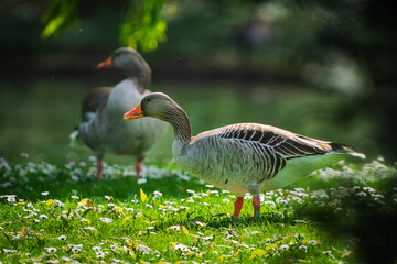 Greylag goose on the shore meadows of a pond in spring.