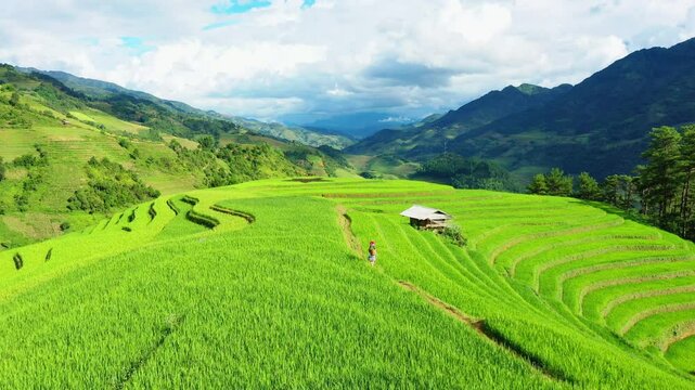 Drone view of the Vietnam rice fields in season because they are planted and green on the mountains,Mu cang chai