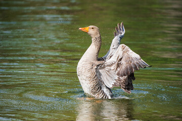 Greylag goose enjoying bathing in the pond.