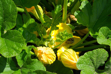 Flowers on a zucchini bush.