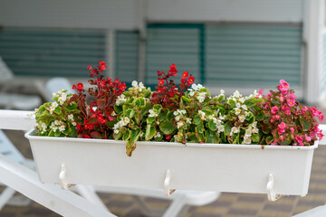 Pink, white and red begonia in a flower pot in close-up