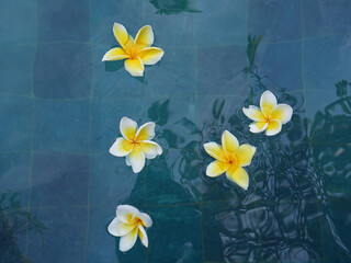 Typical balinese tropical flowers on water. © Roberto