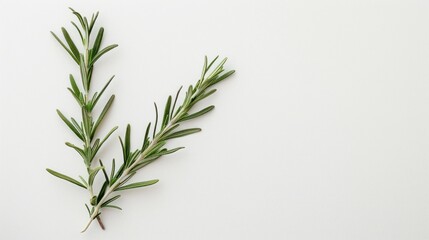 Obraz premium Rosemary Sprigs on White Background