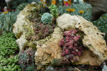 Cloud Forest Singapore Tropical Plants