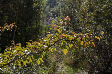 a branch of a wild pear with colored leaves  on a blurred background