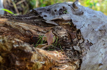 an old dry tree trunk with small green grass sprouts and dry leaves