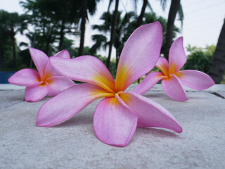 Bali paradise flowers colorful, ideal for spa, massage or background