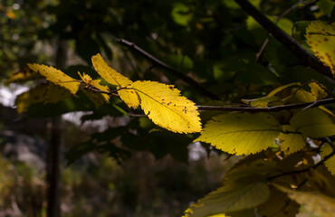 Obraz premium A yellow leaf in the sunlight on a branch